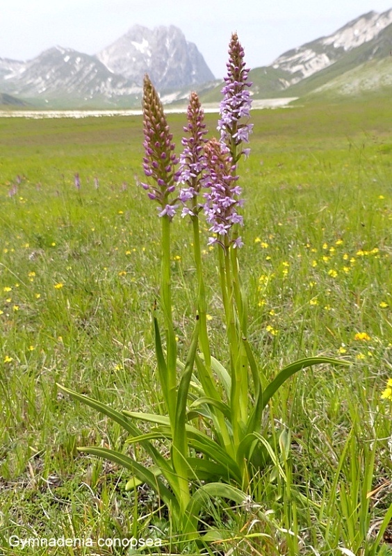 Campo Imperatore, laltopiano e le orchidee  19 giugno 2021.